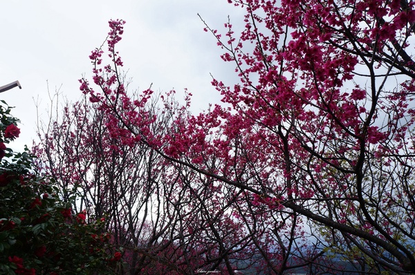 吳氏宗祠：[城市櫻花趣][閃點]台北 北投賞櫻&茶花&大鳳梨~吳氏宗祠、鳳梨宅、秘境