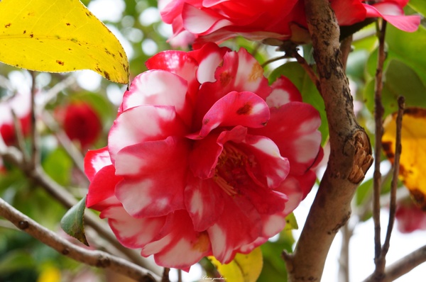 吳氏宗祠：[城市櫻花趣][閃點]台北 北投賞櫻&茶花&大鳳梨~吳氏宗祠、鳳梨宅、秘境