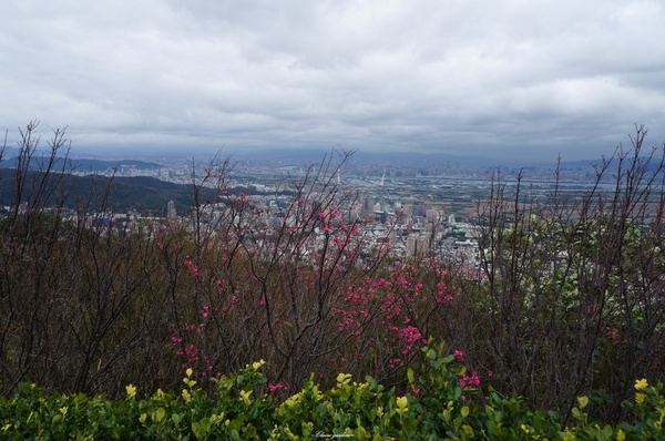 吳氏宗祠：[城市櫻花趣][閃點]台北 北投賞櫻&茶花&大鳳梨~吳氏宗祠、鳳梨宅、秘境
