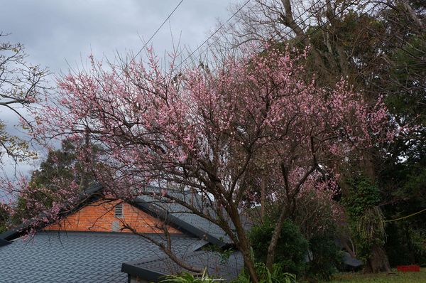 吳氏宗祠：[城市櫻花趣][閃點]台北 北投賞櫻&茶花&大鳳梨~吳氏宗祠、鳳梨宅、秘境