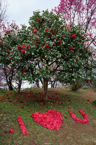 吳氏宗祠：[城市櫻花趣][閃點]台北 北投賞櫻&茶花&大鳳梨~吳氏宗祠、鳳梨宅、秘境