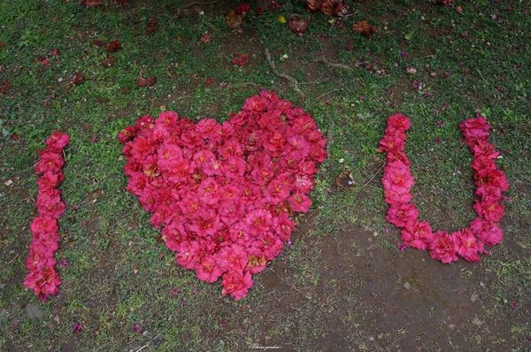 吳氏宗祠：[城市櫻花趣][閃點]台北 北投賞櫻&茶花&大鳳梨~吳氏宗祠、鳳梨宅、秘境