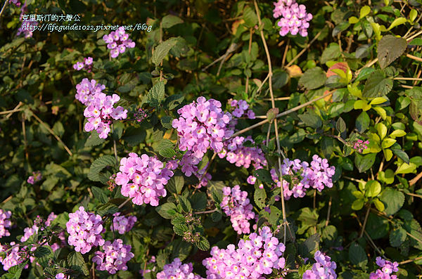 吳氏宗祠 122_副本.jpg