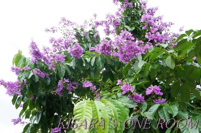 龍山寺：龍山寺站前的大花紫薇