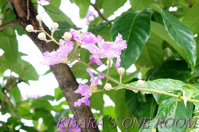 龍山寺：龍山寺站前的大花紫薇