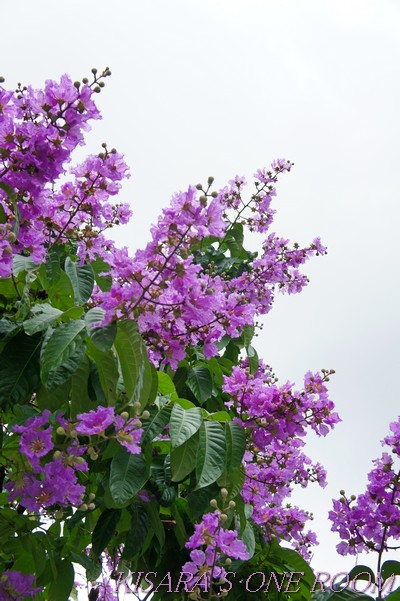 龍山寺：龍山寺站前的大花紫薇
