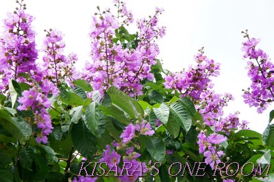 龍山寺：龍山寺站前的大花紫薇