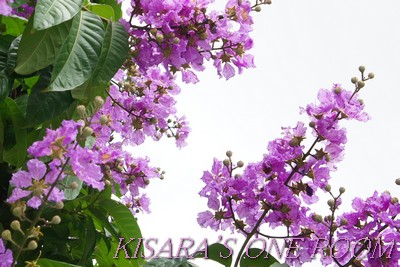 龍山寺：龍山寺站前的大花紫薇