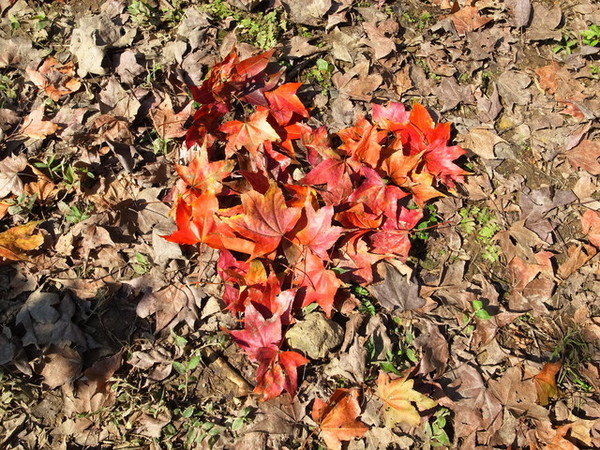 拱北殿：<新北|汐止|遊記>緩緩飄落的楓葉像思念....拱北殿賞楓