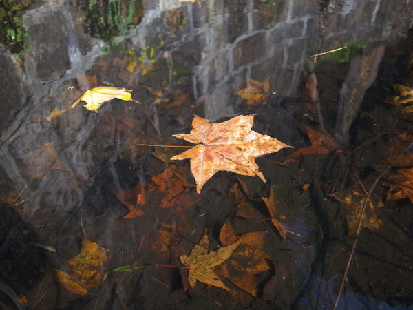 拱北殿：<新北|汐止|遊記>緩緩飄落的楓葉像思念....拱北殿賞楓