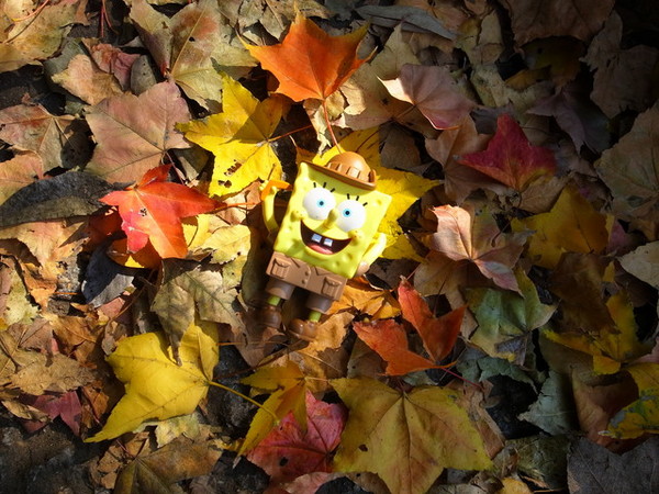 拱北殿：<新北|汐止|遊記>緩緩飄落的楓葉像思念....拱北殿賞楓