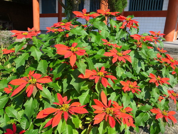 拱北殿：<新北|汐止|遊記>緩緩飄落的楓葉像思念....拱北殿賞楓