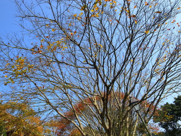 拱北殿：<新北|汐止|遊記>緩緩飄落的楓葉像思念....拱北殿賞楓