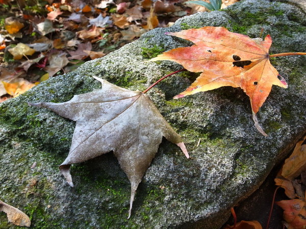 拱北殿：<新北|汐止|遊記>緩緩飄落的楓葉像思念....拱北殿賞楓