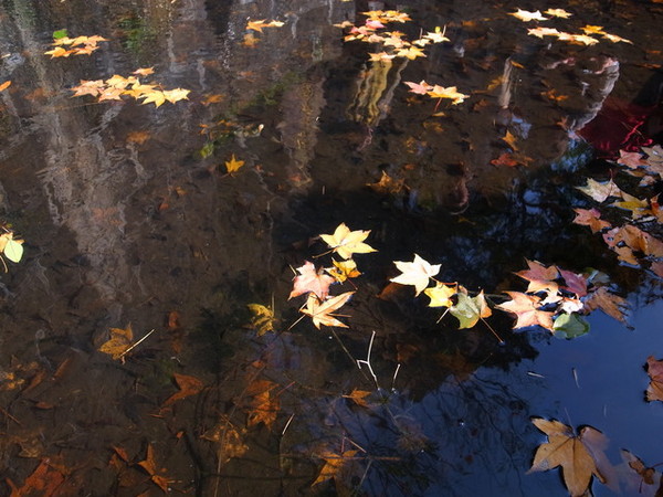 拱北殿：<新北|汐止|遊記>緩緩飄落的楓葉像思念....拱北殿賞楓