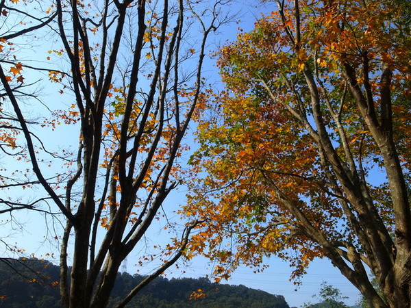 拱北殿：<新北|汐止|遊記>緩緩飄落的楓葉像思念....拱北殿賞楓