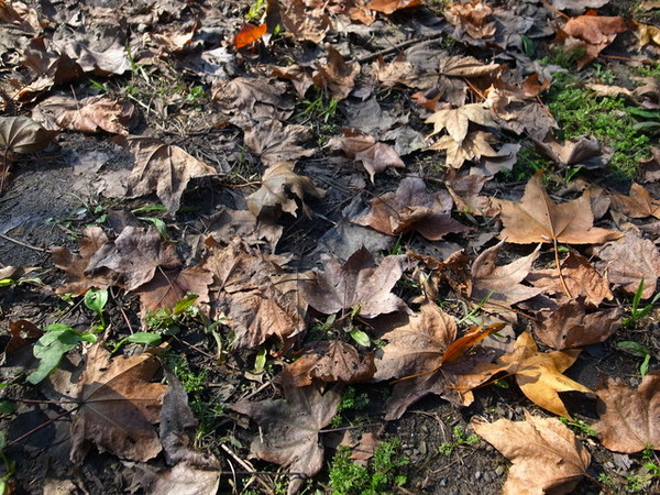 拱北殿：<新北|汐止|遊記>緩緩飄落的楓葉像思念....拱北殿賞楓
