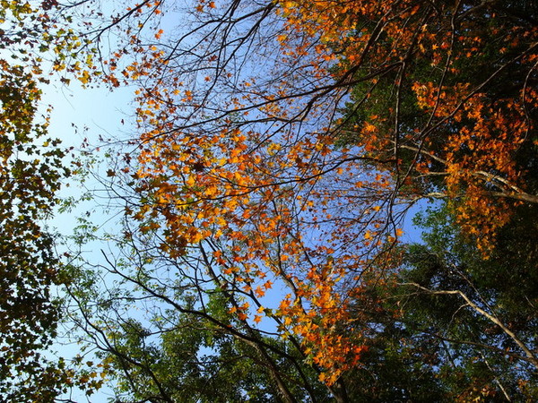 拱北殿：<新北|汐止|遊記>緩緩飄落的楓葉像思念....拱北殿賞楓