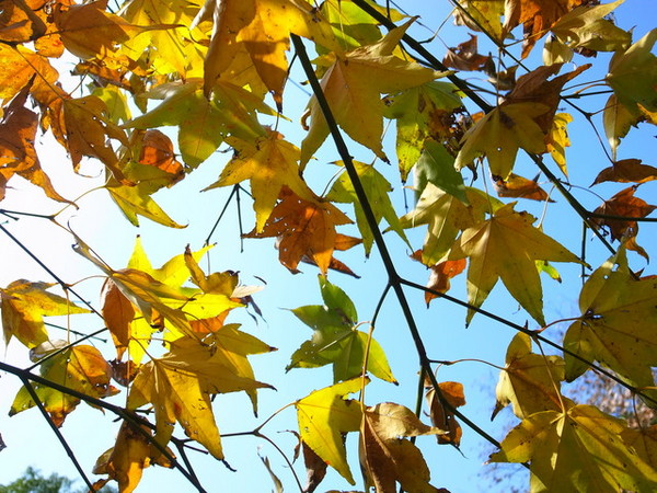 拱北殿：<新北|汐止|遊記>緩緩飄落的楓葉像思念....拱北殿賞楓