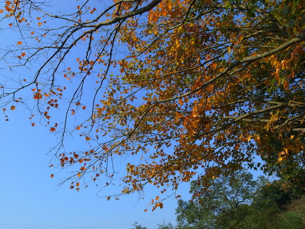 拱北殿：<新北|汐止|遊記>緩緩飄落的楓葉像思念....拱北殿賞楓