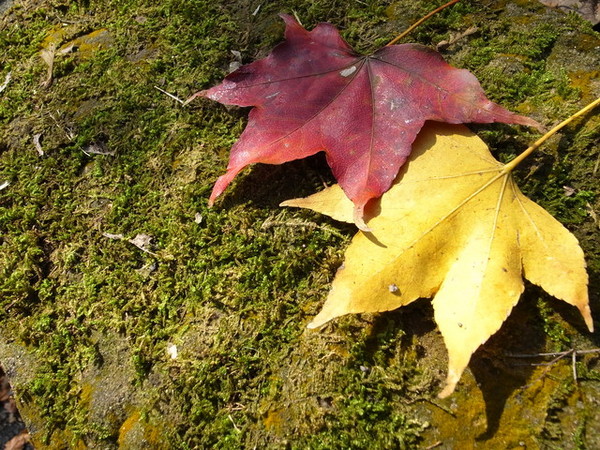 拱北殿：<新北|汐止|遊記>緩緩飄落的楓葉像思念....拱北殿賞楓