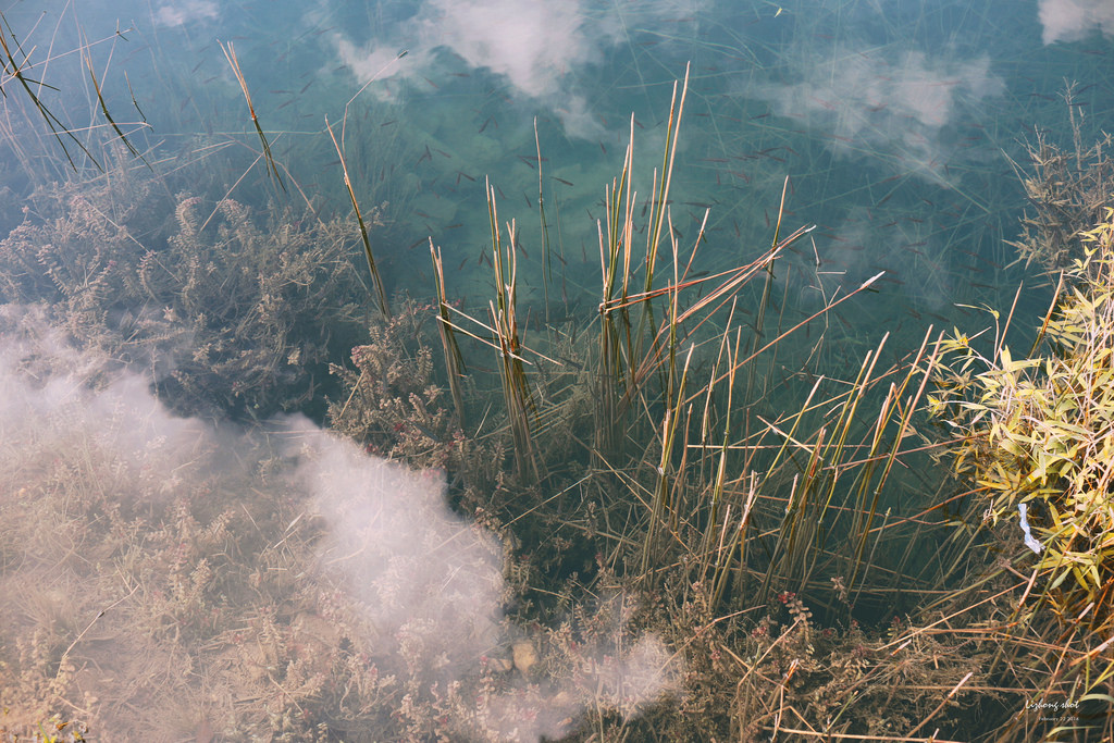 午後的新山夢湖