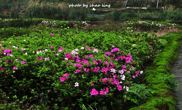 八煙聚落-8.JPG - 2016春暖花開