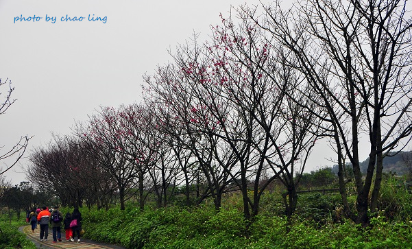 淡水三生步道-1.JPG - 2016春暖花開