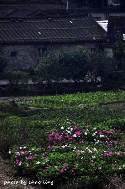 八煙聚落-11.JPG - 2016春暖花開