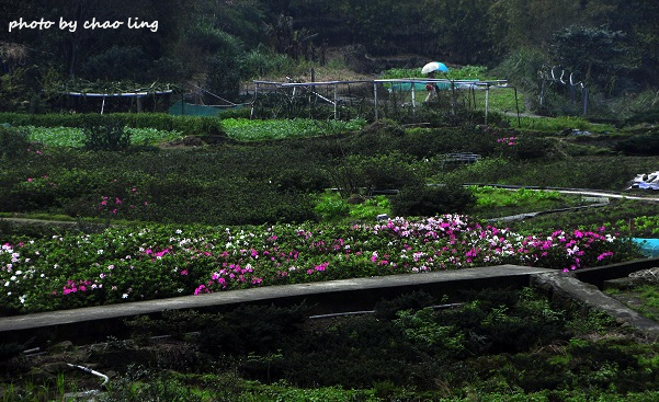 八煙聚落-9.JPG - 2016春暖花開