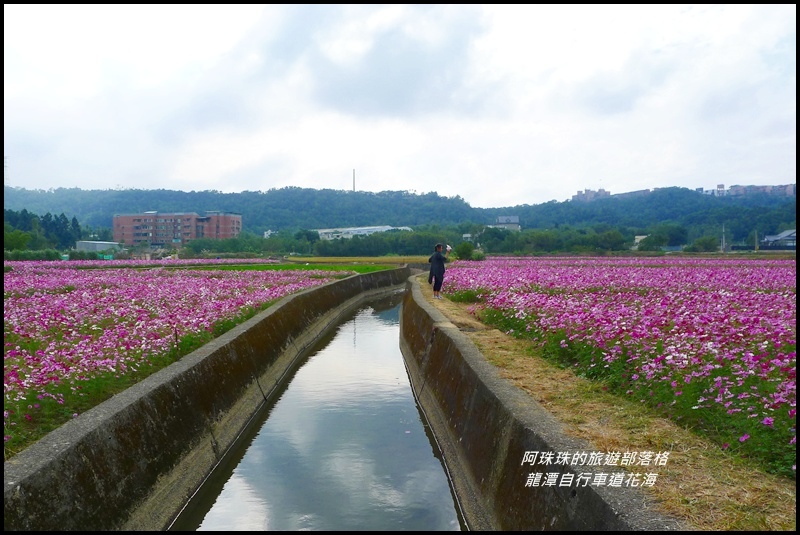 龍潭自行車道花海35.JPG