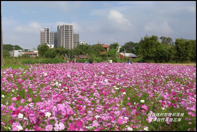 龍潭自行車道花海12.JPG