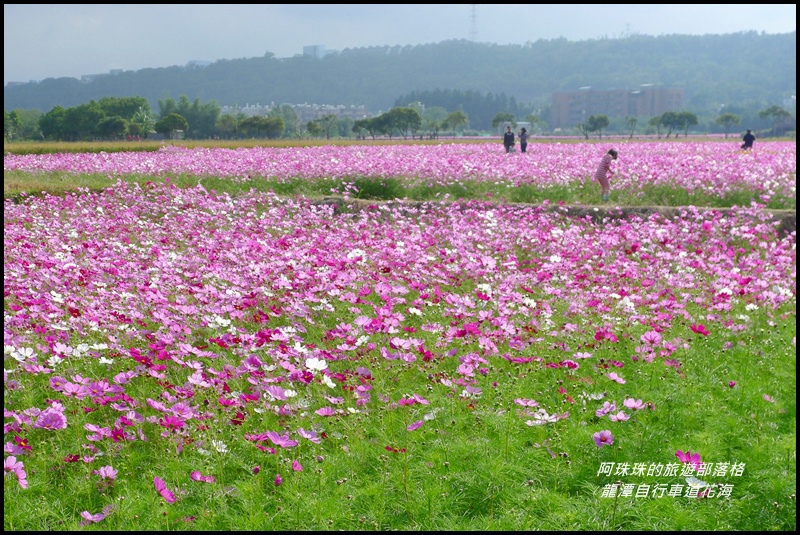 龍潭自行車道花海11.JPG