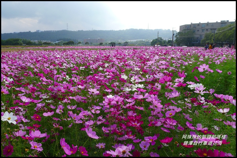 龍潭自行車道花海7.JPG