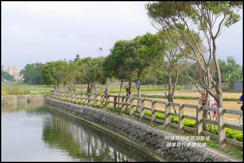 龍潭自行車道花海32.JPG