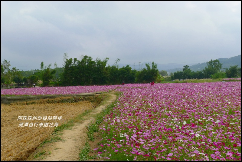 龍潭自行車道花海34.JPG