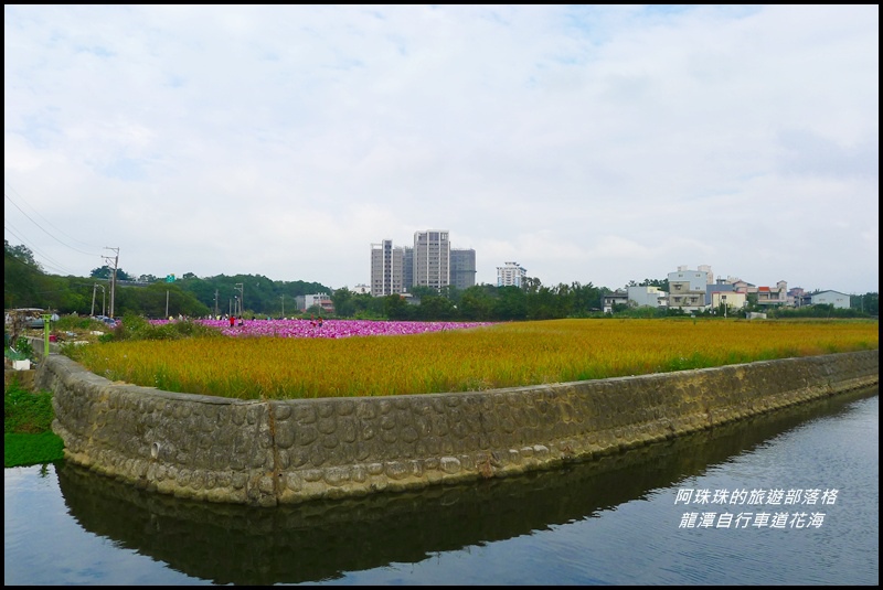 龍潭自行車道花海39.JPG
