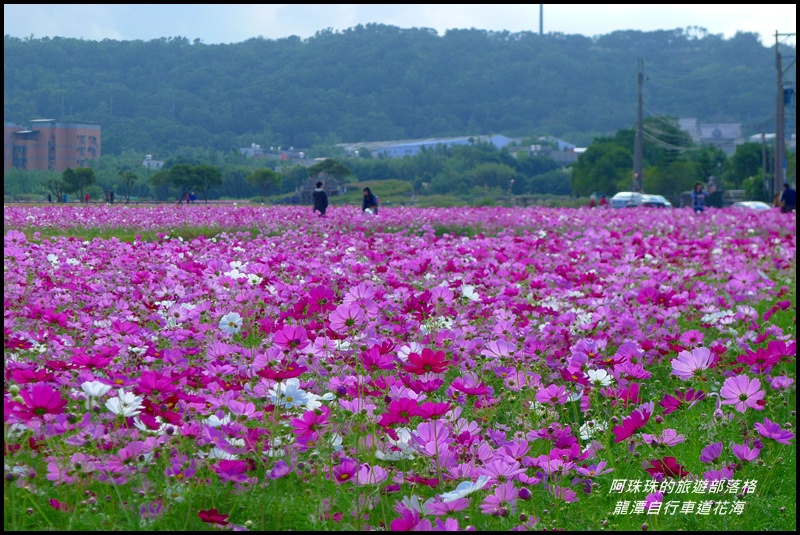 龍潭自行車道花海3.JPG