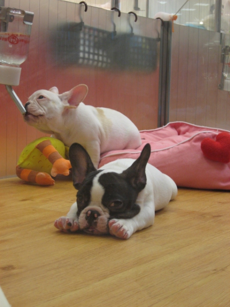 夢時代：寵物達人館