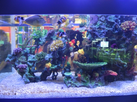 夢時代：寵物達人館