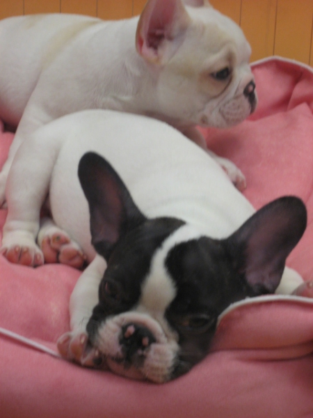 夢時代：寵物達人館