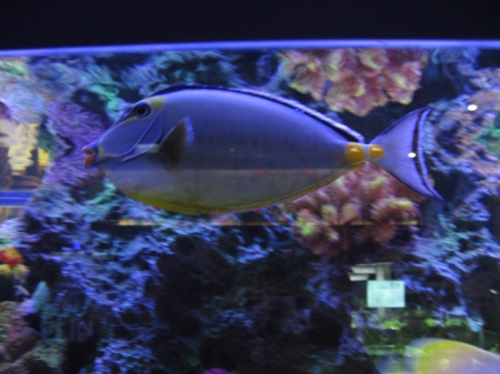 夢時代：寵物達人館