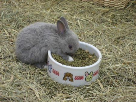 夢時代：寵物達人館