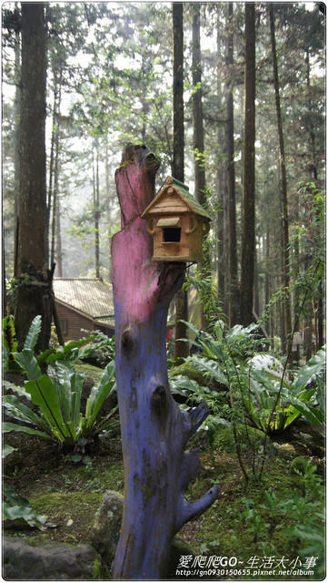 溪頭明山森林會館:【南投/鹿谷】明山森林會館~愛麗絲夢遊仙境