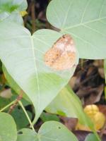 台中植物園:巨大温室體驗──自然科學博物館植物園