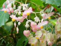 台中植物園:巨大温室體驗──自然科學博物館植物園