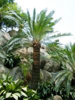 台中植物園:巨大温室體驗──自然科學博物館植物園