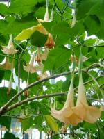 台中植物園:巨大温室體驗──自然科學博物館植物園