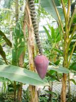 台中植物園:巨大温室體驗──自然科學博物館植物園