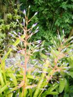 台中植物園:巨大温室體驗──自然科學博物館植物園